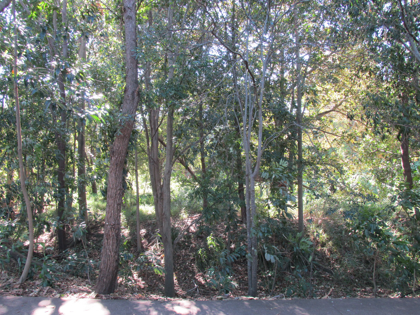 Enoggera Creek reserve in Ashgrove, photographed in 2014